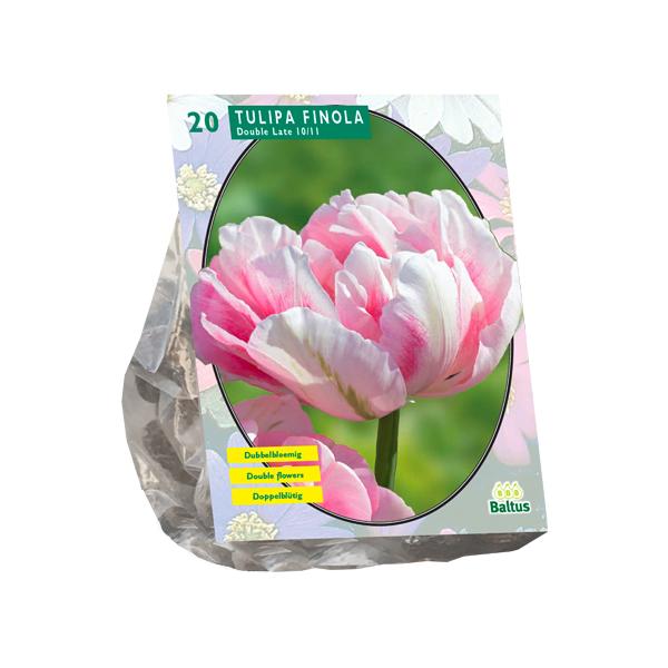 Tulipa Dubbel Laat Finola - 15 stuks - Bloembollen