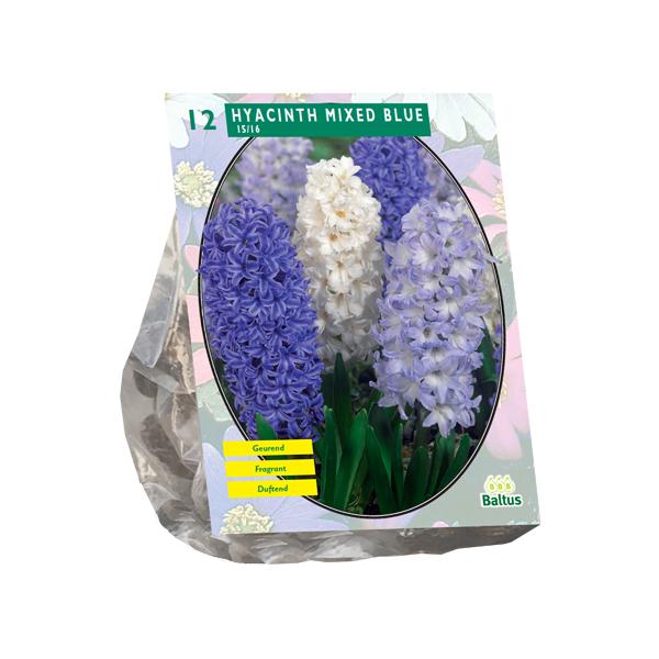 Hyacinth Mixed Blue - 12 stuks - Bloembollen