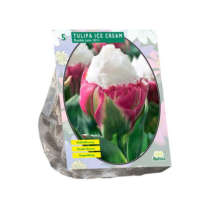 Tulipa Ice Cream - 5 stuks - Bloembollen