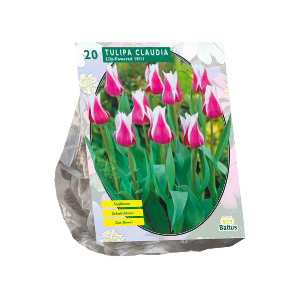 Tulipa Claudia, Leliebloemig - 20 stuks - Bloembollen