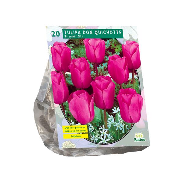 Tulipa Don Quichotte, Triumph - 20 stuks - Bloembollen