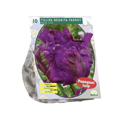 Tulipa Negrita Parrot, Parkiet - 10 stuks - Bloembollen