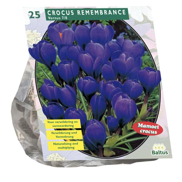 Crocus Grootbloemig, Blauw - 25 stuks - Bloembollen