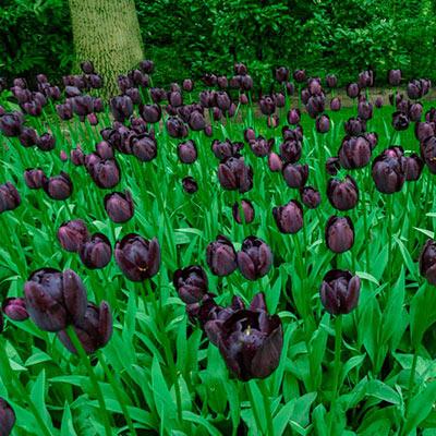 Tulipa Queen of Night, Single Late - 15 Stück