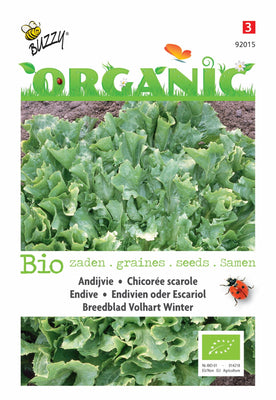 Endivie Breitblättriger Volhart Winter (BIO)