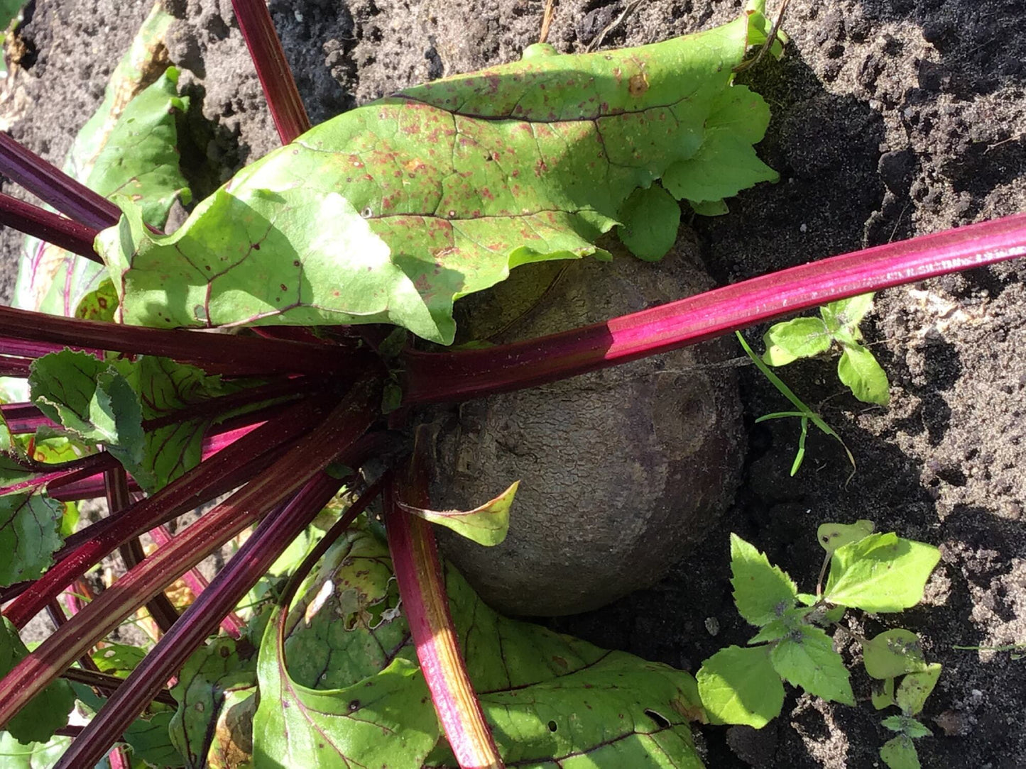 Bieten Egyptische Platronde (BIO) - Zaden