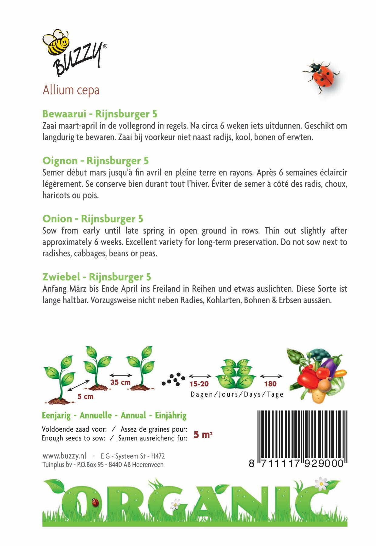 Zwiebel Rijnsburger 5, Lagerzwiebel (BIO) - Samen