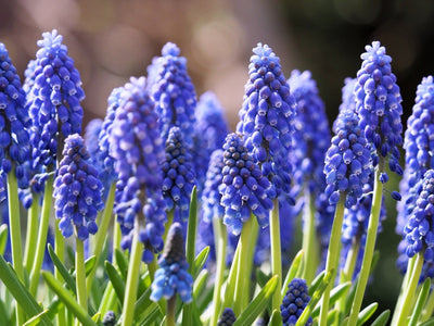 Muscari Armeniacum - 100 Stück