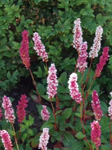Schlangen-Knöterich (Persicaria bistorta 'Darjeeling Red') - Gartenpflanzen