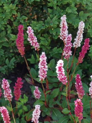 Schlangenwurz (Persicaria bistorta 'Darjeeling Red')