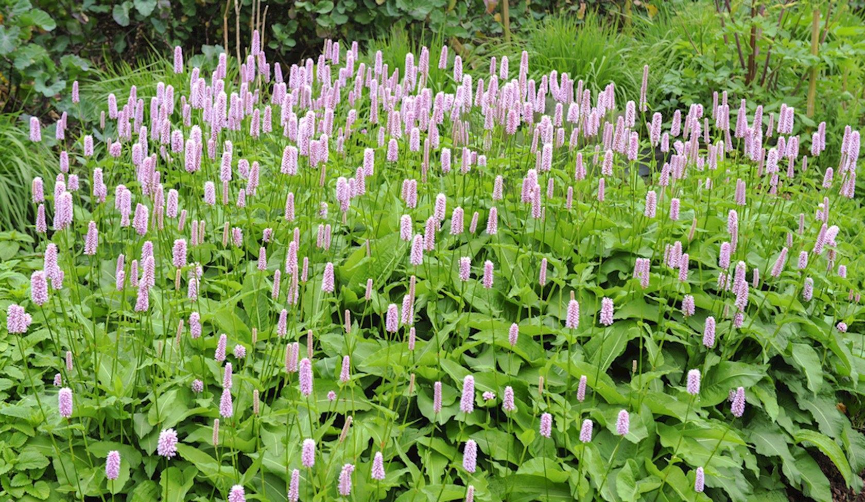 Adderwortel (Persicaria bistorta 'Superba') - Tuinplanten