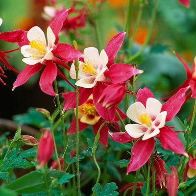 Akelei (Aquilegia „Crimson Star“)