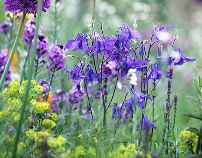 Akelei (Aquilegia alpina) - Gartenpflanzen