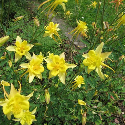 Akelei (Aquilegia chrysantha 'Yellow Queen') - Gartenpflanzen