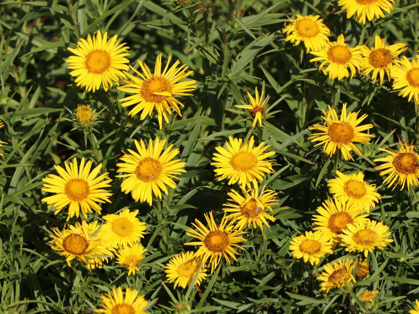 Alant (Inula ensifolia) - Gartenpflanzen