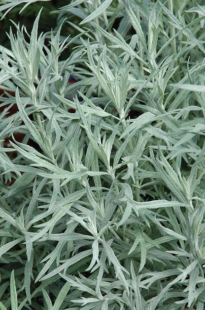 Alsem (Artemisia ludoviciana 'Silver Queen') - Gartenpflanzen