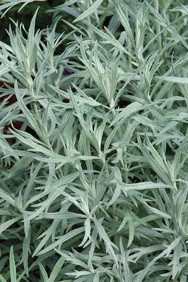 Wermut (Artemisia ludoviciana 'Silver Queen')