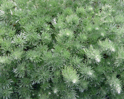 Alsem (Artemisia schmidtiana 'Nana') - Gartenpflanzen