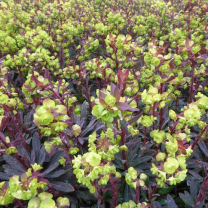 Mandelblättrige Wolfsmilch (Euphorbia amygd. 'Purpurea') - Gartenpflanzen