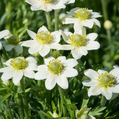 Anemone (Anemone Annabella 'White') - Gartenpflanzen