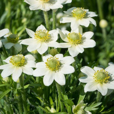 Anemone (Anemone Annabella 'White')