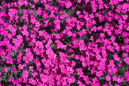 Anjer (Dianthus grat. 'Badenia') - Gartenpflanzen