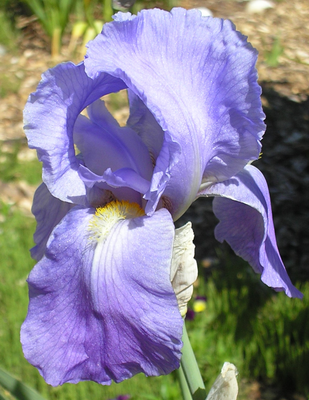Bartiris (Iris (G) 'Empress of India')