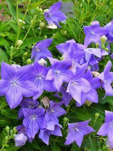 Ballonblume (Platycodon grand. 'Mariesii')