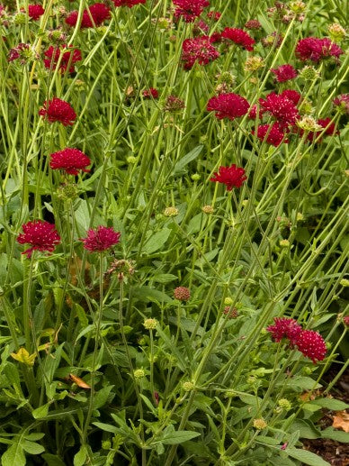 Beemdkroon (Knautia macedonica) - Gartenpflanzen