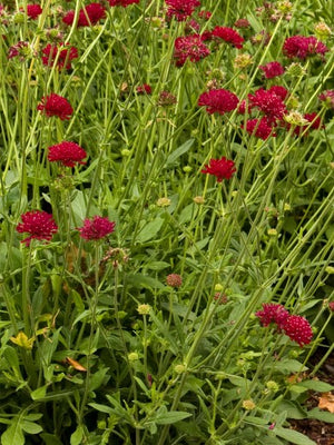Wiesenkrone (Knautia macedonica)