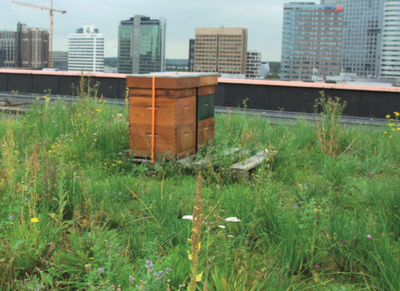 Bienen- und Schmetterlingspaket – 1 m²