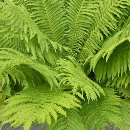 Straußenfarn (Matteuccia struthiopteris) - Gartenpflanzen