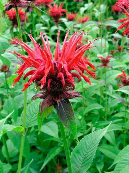 Bergamotte (Monarda 'Cambridge Scarlet') - Gartenpflanzen