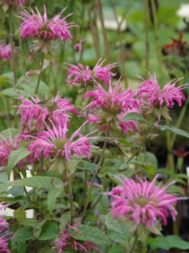 Bergamotplant (Monarda 'Croftway Pink') - Tuinplanten