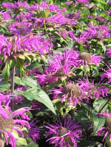 Bergamotte (Monarda 'Prärienacht') - Gartenpflanzen