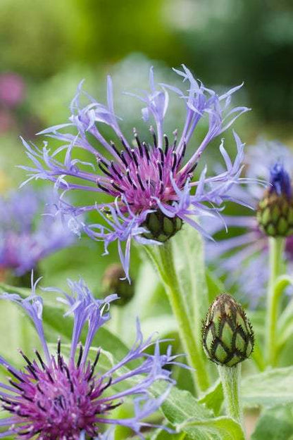 Berg-Flockenblume (Centaurea montana) - Gartenpflanzen