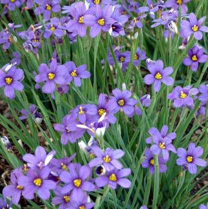 Bieslelie (Sisyrinchium angustifolium) - Gartenpflanzen