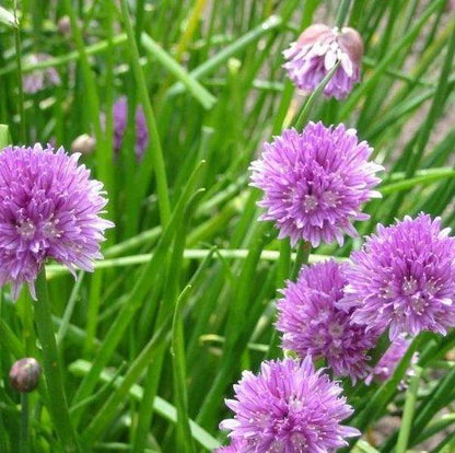 Schnittlauch (Allium schoenoprasum) - Gartenpflanzen
