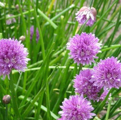 Schnittlauch (Allium schoenoprasum)