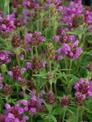 Bienenstock (Prunella 'Bella Rose')