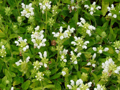 Große Braunelle (Prunella grandiflora 'Alba') - Gartenpflanzen