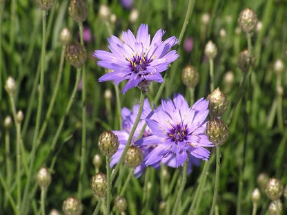 Blauwe Strohblume (Catananche caerulea) - Gartenpflanzen