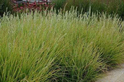 Blaugras (Sesleria autumnalis) - Gartenpflanzen