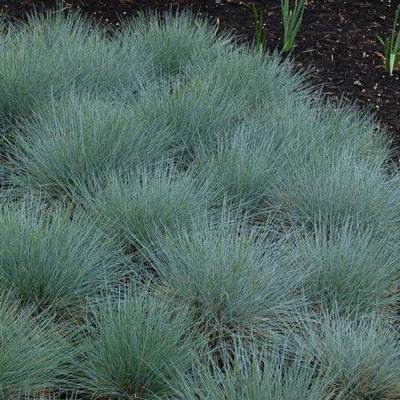 Blauer Schaf-Schwingel (Festuca glauca)