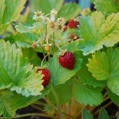 Walderdbeere (Fragaria vesca 'Alexandria') - Gartenpflanzen