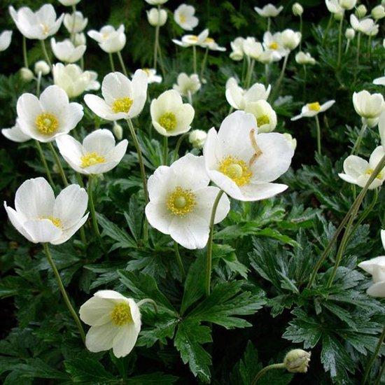 Bosanemoon (Anemone sylvestris) - Tuinplanten
