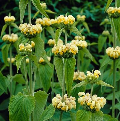 Weidenröschen (Phlomis russelania)