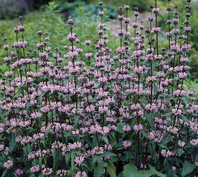 Weidenröschen (Phlomis tub. Amazon)