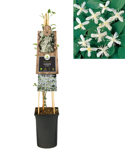 Kletterpflanzen Clematis terniflora (Waldrebe) - Kletterpflanzen