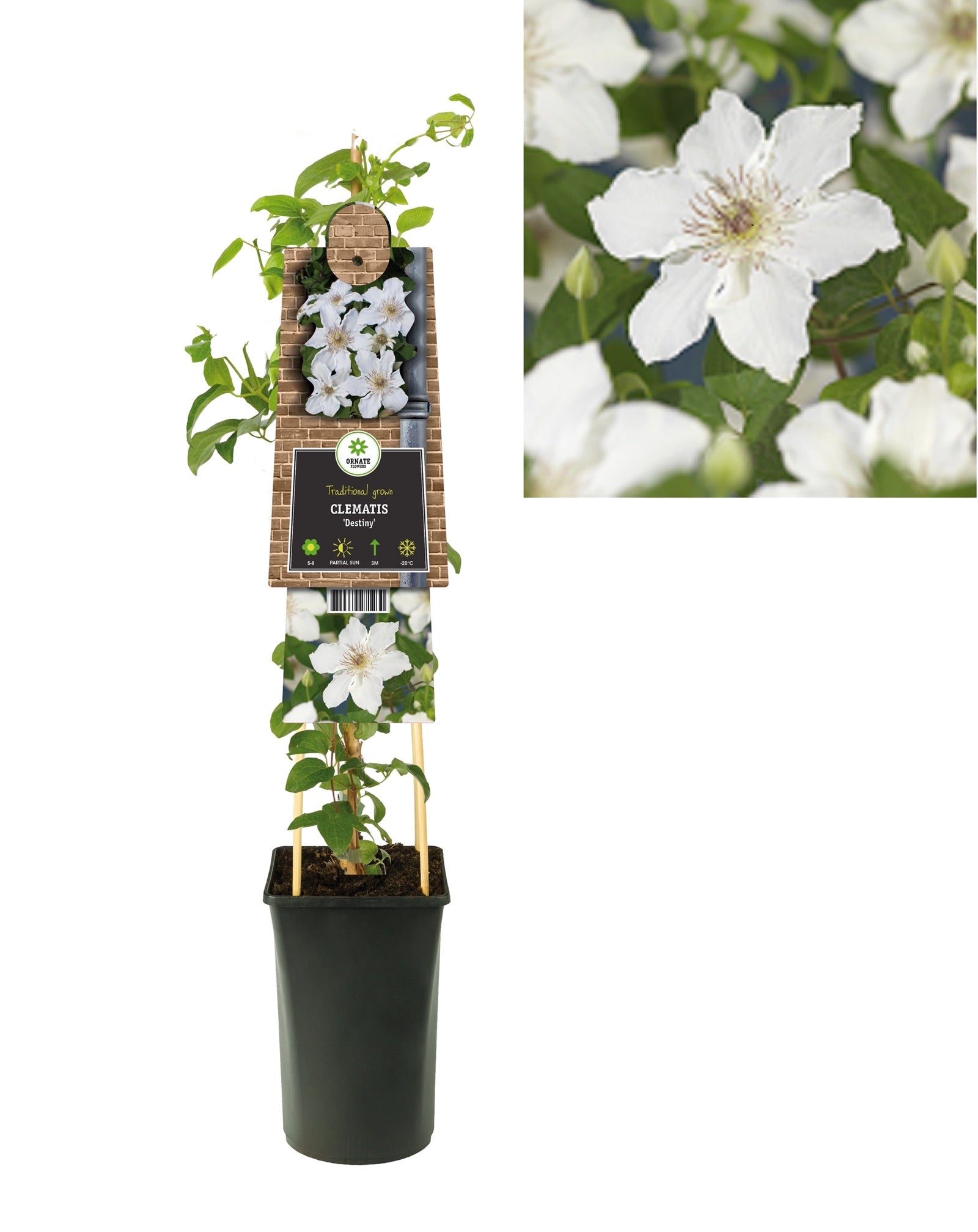 Klimplant Clematis 'Destiny' (Bosrank) - Klimplanten